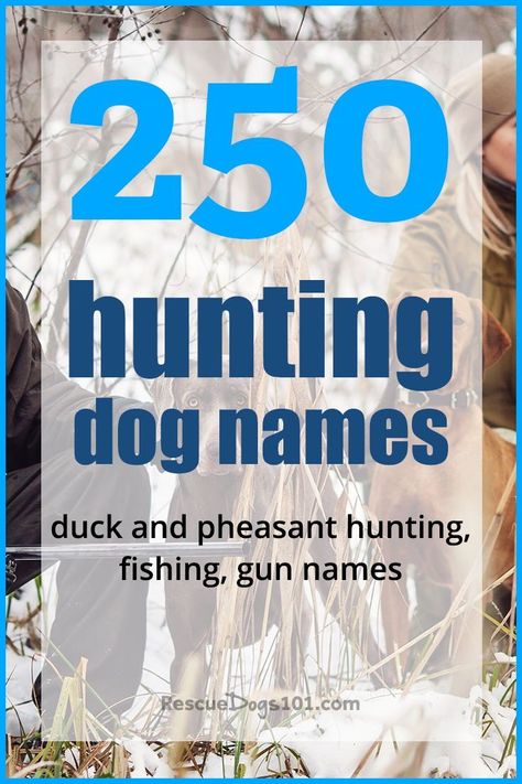 A good hunting dog deserves a great name. A name that has true meaning of his heritage, his destiny to become a great hunter. We have listed about 250 boy and girl names to give you a good start whether you are looking for pheasant, duck, bear or fish hunting dog names. Hunting Dog Names, Dog Name Ideas, Dog 101, Boy Dog Names, Girl Dog Names, Hunter Dog, Pheasant Hunting, Hunting Girls, Great Names