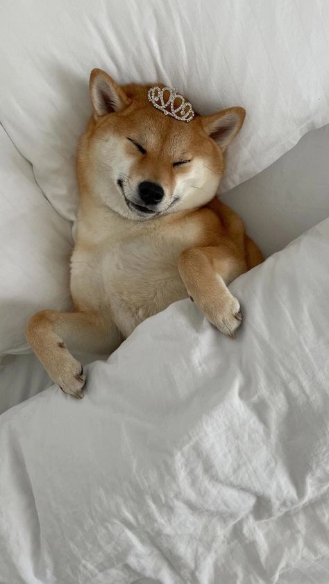 Dog Lockscreen, Akita Inu Puppy, Shiba Puppy, Puppy Wallpaper, Shiba Inu Puppy, Shiba Inu Dog, Dog Wallpaper, Happy Pills, Happy Animals