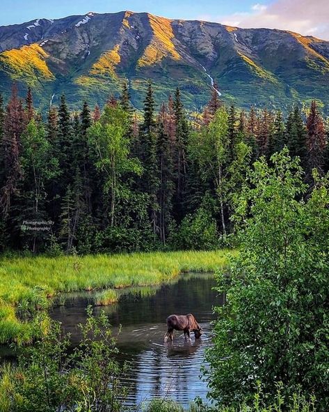 Wilderness Aesthetic, Alaska Moose, Alaska Summer, Alaska Wilderness, Kodiak Island, Kenai Fjords National Park, Alaska Wildlife, Alaska Adventures, Fairbanks Alaska