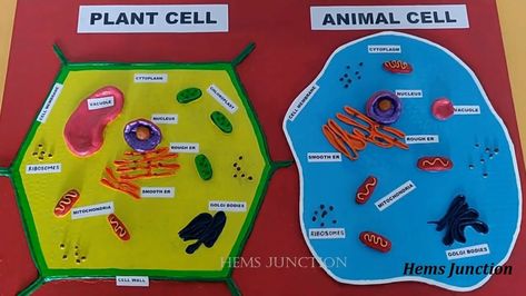 #hemsjunction #plantcell #animalcell #schoolprojectideas #schoolproject #schoolprojects #plantcellproject #plantcellschoolproject #animalcellproject #animalcellschoolproject #plantcellanimalcell #howtomakeplantcell #howtomakeanimalcell Plant Cell Project Ideas Models, Plant Cells Project Ideas, Plant Cell And Animal Cell, Animal Cell Model Project, Model For School Project, Animal Cell Model, Plant Cell Project, Cell Model Project, Plant Cell Model