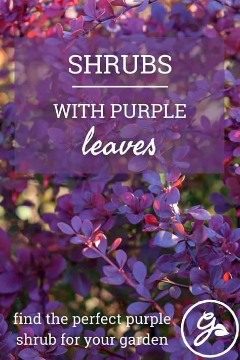 Purple Evergreen Shrubs, Purple Foliage Plants, Purple Bushes Shrubs, Purple Landscaping, Purple Fall Flowers, Purple Bushes, Purple Shrubs, Perennial Bushes, Yellow Shrubs