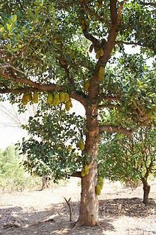 Jackfruit is nature’s largest tree-borne fruit. Jackfruit Plant, Words And Meanings, Jackfruit Tree, Kitchen Backyard, Planning Garden, Landscape Outdoor, Gardening Design, Yard Landscape, Internet Art