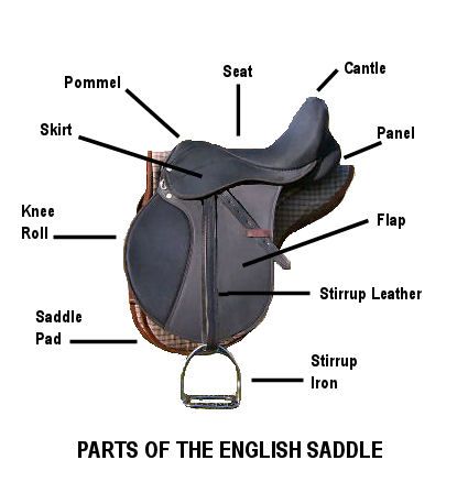 Parts of the English Saddle English Horse Tack, I Love Horses, Horse Back Riding, Horse Lessons, Horse Information, Diy Horse, Horse Facts, Equine Therapy, Saddle Fitting