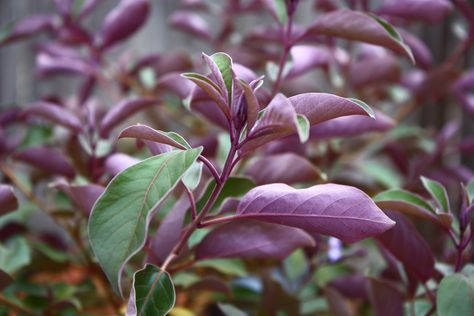 Vitex Trifolia Purpurea | website | Jane Garratt | Flickr Arabian Lilac, Drought Tolerant Garden, Purple Leaves, Backyard Plants, Front Landscaping, Garden Shrubs, Plant Images, Monstera Plant, Drought Tolerant