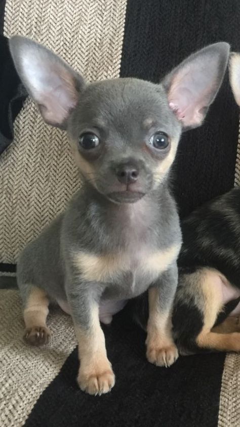 My beautiful boy "Charley Bear" °•♡•°♡°•♡•°♡ Teacup Chihuahua Puppies, Baby Chihuahua, Teacup Chihuahua, Tiny Puppies, Cute Chihuahua, Chihuahua Love, Poodle Puppy, Chihuahua Puppies, Chihuahua Dogs