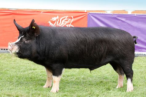 Berkshire Pig, Farm Livestock, Berkshire Pigs, Pig Facts, Pig Breeds, Pot Belly Pigs, The Berkshire, Dream Pet, Animal Science