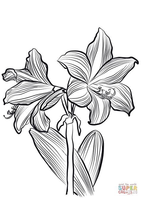 Amaryllis Flower Drawing, Amaryllis Illustration, Amaryllis Drawing, Amaryllis Painting, Drawings Inspo, Needle Painting, Planner Doodles, Coloring Page Free Printable, Amaryllis Flowers