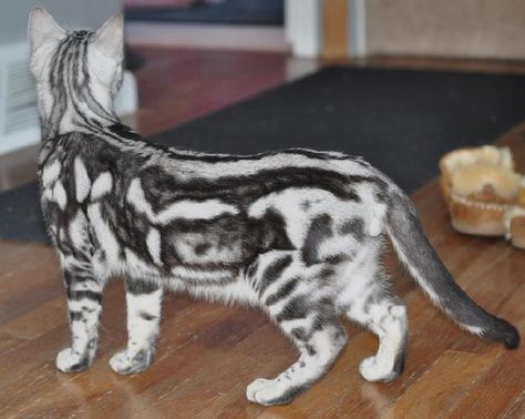 Bengal cat w/ pretty coat Marble Bengal Cat, Silver Bengal Cat, Bengal Cat For Sale, Silver Bengal, Toyger Cat, Bengal Kittens For Sale, Bengal Kittens, Asian Leopard Cat, Hybrid Cat