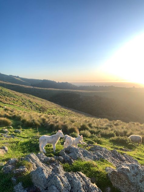 Lambs up port hills in Christchurch, new Zealand New Zealand Christchurch, Nee Zealand, New Zealand Animals, New Zealand Countryside, New Zealand Aesthetic, New Zealand Homes, Moving To New Zealand, New Zealand Houses, New Zealand South Island