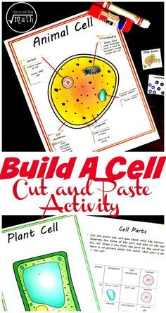 This free animal and plant cell worksheet, has children coloring in cell parts, cut and pasting them in the right cell, and finally comparing the cells. Perfect for Classical Conversations Science Cycle 1 Week 3. Classical Conversations Foundations, Science Cells, Cells Worksheet, Cell Parts, Plant Cells, Plant And Animal Cells, Cells Project, Cell Model, Cut And Paste Worksheets