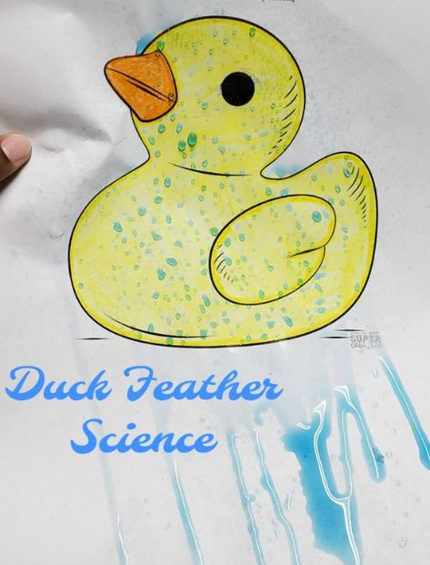 Hands-On Wednesday: Duck Feather Science – Girlstart How Do Ducks Stay Dry Experiment, Duck Art Activities For Preschool, Duck Science Preschool, Duck Stem Activities, Duck Learning Activities, Duck Science Experiment, Duck Activities For Kindergarten, Duck Lesson Plans Preschool, Ponds Preschool Activities