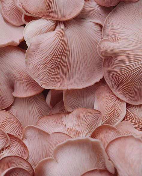 Color Palette For Home, Pink Mushrooms, Texture Inspiration, Nalu, Patterns In Nature, Color Textures, Photo Backgrounds, Pink Aesthetic, Textures Patterns