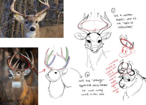 Random Tutorial, Deer Drawing, I Love Drawing, Creature Drawings, Love Drawing, Figure Drawing Reference, Art Prompts, Creature Concept Art, Anatomy Art