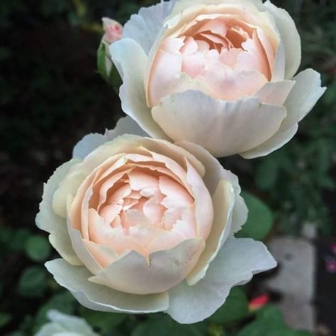 Desdemona Rose, Victorian Front Garden, Old English Roses, Roses In The Garden, Rose Arbor, Planting Peonies, Soil Type, Austin Rose, Victorian Garden