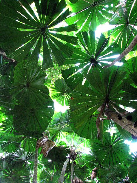 Cape Tribulation Rainforests, Australia. - A memory I will never forget. Fan Palm, Native Flowers, Tropical Forest, Tropical Rainforest, Mens Wear, Tropical Garden, Tropical Paradise, Tropical Plants, Queensland