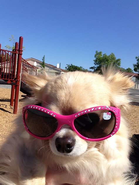 Preppy Dog, Funny Dog Faces, Teacup Chihuahua Puppies, Really Cute Puppies, Dog Selfie, Cute Little Puppies, Cute Animals Images, Silly Animals, Dog Wear