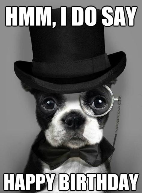 So Funny Happy Birthday Meme                                                                                                                                                                                 More Dapper Dogs, Bulldog Francese, Boston Terrier Love, Love My Dog, Inspirational Artwork, Boston Terriers, Blue Heeler, Dog Photos, 귀여운 동물