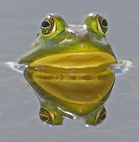 Hypno Toad, Frog Photography, Frog Photos, Frog Photo, Silly Frog, Cool Animals, Get Up And Go, Frog Pictures, Funny Frogs