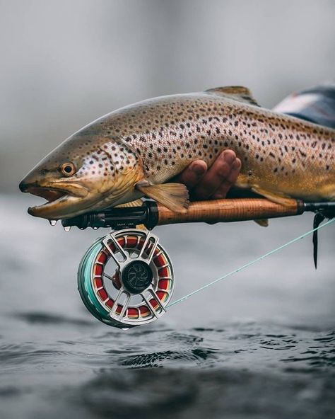 Fly Fishing Photography, Hunting Photography, Fly Fishing For Beginners, Trout Fishing Tips, Fishing For Beginners, Fishing Photography, Fly Fishing Tips, Fly Fishing Gear, Crappie Fishing