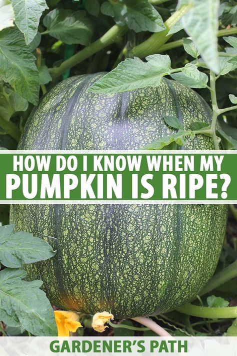 How To Harvest Pumpkins, When To Pick Pumpkins, Harvesting Pumpkins, When To Harvest Pumpkins, Green Pumpkins, Cockle Shells, Planting Pumpkins, Fall Gardening, Cooking Pumpkin