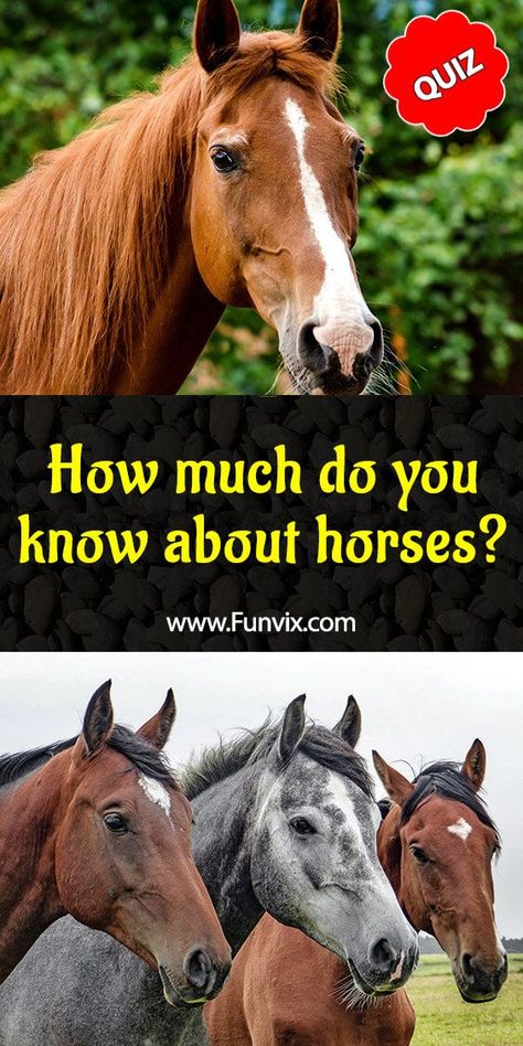 Horse Quizzes, Horse Education, Horse Sayings, Equine Quotes, Horse Age, Pony Boy, Horsey Life, Animals Horse, Inspirational Horse Quotes