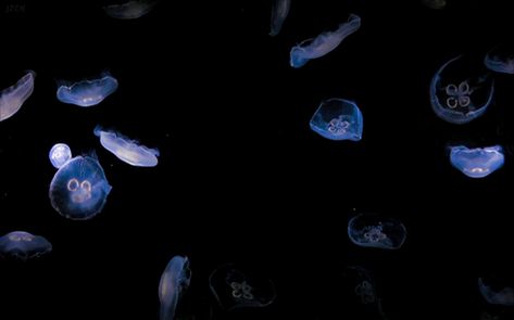 Jelly Fish Are So Cool. Jellyfish Gif Animation, Jellyfish Wallpaper Desktop Gif, Jellyfish Pixel Gif, Jellyfish Gif Wallpaper, Jellyfish Discord Banner, Jellyfish Banner Gif, Princess Jellyfish Gif, Jellyfish Header, Jellyfish Banner