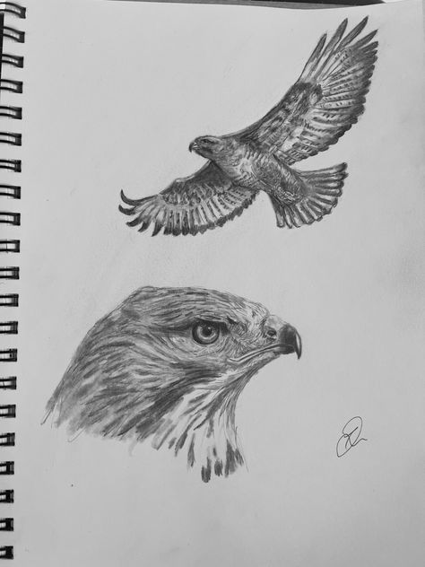 Some sketches of buzzards by me Buzzard Drawing, Buzzard Tattoo, Bug Drawing Realistic, Eagle Inktober, Owl In Flight Drawing, Common Buzzard, Buzzard, Leg Tattoos, Tattoos