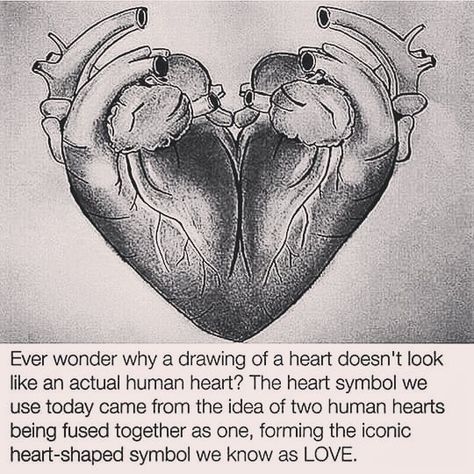 Ever wonder why a drawing of a heart doesn't look like an actual human heart? The heart symbol we use today came from the idea of 2 human hearts being fused together as one, forming the iconic heart-shaped symbol we know as LOVE. Heart Drawing, Heart Symbol, Human Heart, Science Facts, The More You Know, Twin Flame, A Drawing, Mind Blown, A Heart