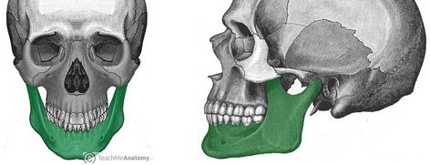 Dental College, Myofunctional Therapy, Teeth Alignment, 3d Printing News, 3d Printing Industry, Homemade 3d Printer, 3d Printer Projects, Muscle Anatomy, Human Skull