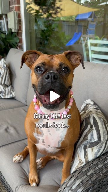 Sookie and Dolly the Boxer on Instagram: "So we did a DNA test! And it turned out exactly like I thought it would!😂 which one is your favorite?🐾 #dogsofinstagram #boxer #boxerdog #boxersofinstagram #boxerlove #boxermom #boxerdog #dog #fyp" Dna Test Results, Boxer Mom, Boxer Love, The Boxer, Dna Test, Boxer Dogs, Which One Are You, Turn Ons, Dogs