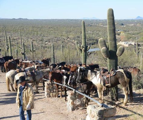 Arizona Ranch, White Stallion, Old Western Movies, Cattle Ranch, Real Cowboys, Play Pretend, City Folk, Cattle Ranching, Two Horses