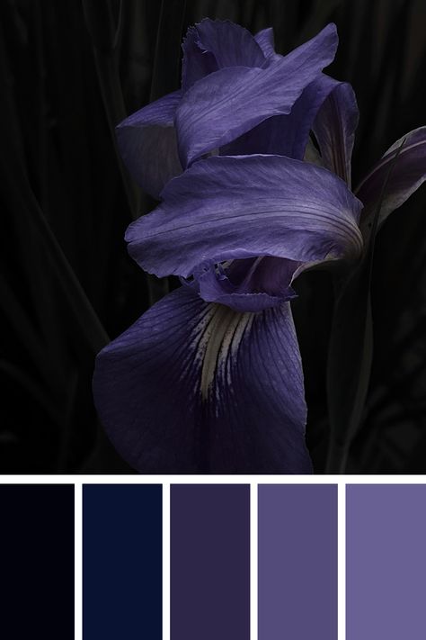 A deep purple and black color palette where delicate iris petals emerge from the darkness, creating a moody and elegant contrast between the rich purple hues and dark background. Purple And Black Palette, Black Purple Color Palette, Purple And Black Color Palette, Black And White Color Palette, Color Scheme Generator, Powder Blue Color, Black Color Palette, Purple Color Palettes, Palette Color