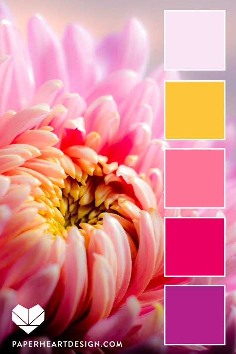 This color palette is part of a huge collection of YELLOW inspired color scheme! Bright colors are a great inspiration for your next design project, interior design, wedding colors, branding, art, and more! #colorscheme #colorpalette #weddingcolors #branding #art #inspiration #brightcolors #flowers #interiordesign Group Home Ideas, Chrysanthemum Colors, Pink Color Palette Colour Schemes, Color Inspiration Colour Palettes, Pink Palette Color, Color Palette 4 Colors, Color Pallets Inspiration, Flower Colour Palette, Color Palette Flowers