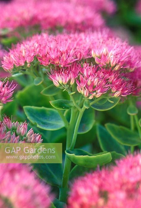 Sedum spectabile 'Brilliant' Sedum Spectabile, Back Garden Design, Garden Plan, Plant Photography, Plant Lady, Back Garden, Drought Tolerant, Cool Plants, Gardening Ideas