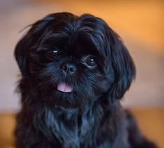 Black Shitzu Puppies, Black Shih Tzu Grooming Styles, Black Shih Tzu Puppy, Black Shitzu, Black Shih Tzu, Shih Tzu Haircuts, Chien Shih Tzu, Shitzu Puppies, Shih Tzu Puppy