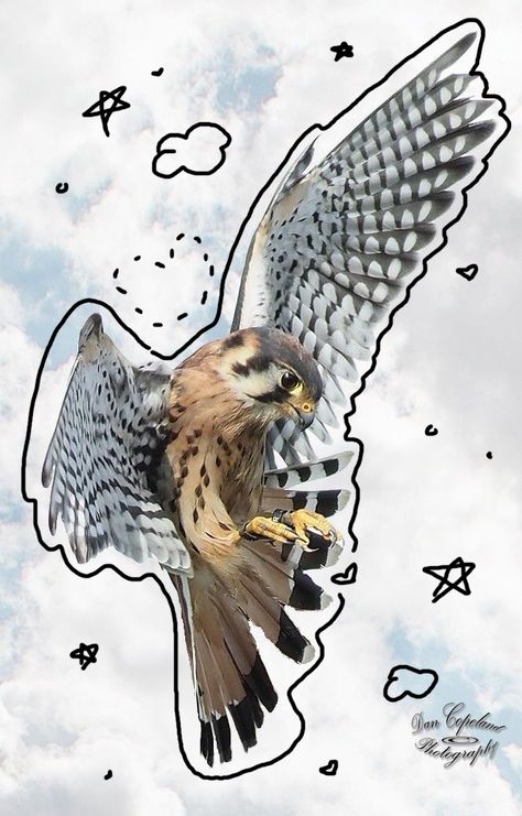 Bird, peregrine falcon, falcon, peregrine, animal, therian, aesthetic, doodle, animal doodles, bird therian Peregrine Falcon Aesthetic, Bird Therian, Peregrine Falcon Art, Falcon Aesthetic, Falcon Peregrine, Brandon Core, Therian Aesthetic, Roman Partizan, Falcon Tattoo