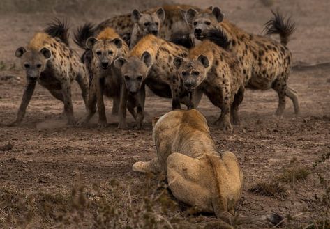 Spotted Hyena, Dramatic Photos, Animal Reference, Animal Drawing, Animal References, Wild Dogs, African Wildlife, Wild Nature, Hyena