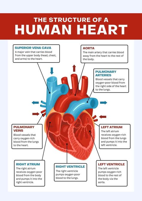 Are you looking for information about The Structure of a Human Heart? In this article, I gonna share some secret tips about human heart. The Structure of a Human Heart Read Also | Introduction of Human Anatomy and Physiology Human Heart The human heart is responsible for circulating blood all over the body. It works ... Read more Parts Of Human Heart, Anatomy Of Human Heart, The Human Heart Anatomy, Heart System Anatomy, Parts Of The Heart And Its Function, External Structure Of Heart Diagram, Heart Facts Human, Heart Atonamy, Physiology Of Heart