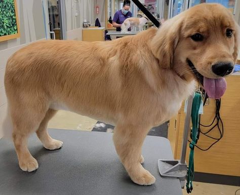 Golden Retriever Haircut Pet Grooming, Short Golden Retriever Haircut, Golden Retriever Summer Cut, Golden Retriever Summer Haircut, Golden Retriever Short Hair, Golden Retriever Haircut Styles, Golden Retriever Grooming Styles, Golden Retriever Haircut, Groomed Dogs