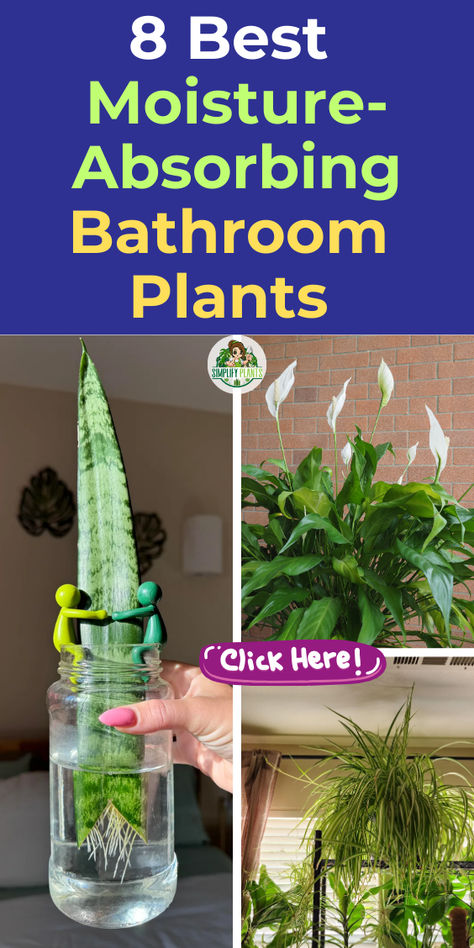 "Discover the 8 best moisture-absorbing bathroom plants that you'll love!  Enhance your space with these low light house plants that not only beautify  your bathroom decor but also purify the air. From the best bathroom plants  to stylish plant display ideas, these air-purifying options thrive in  humidity and low light. Transform your bathroom into a serene oasis with  these essential bathroom plants! Perfect for plant lovers seeking the best  in bathroom plants decor." Bathroom Plants Low Light, Bathroom Plants Decor, Best Bathroom Plants, Best Air Purifying Plants, Low Light House Plants, Plant Display Ideas, Air Purifying House Plants, Plant Display, Bathroom Plants