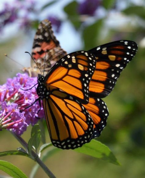 Butterflies Tattoos, Aesthetic Butterflies, Journal Pictures, Butterfly Inspiration, Nails Butterfly, Tattoos Butterfly, Beautiful Butterfly Pictures, Butterfly Nails, Butterfly Butterfly