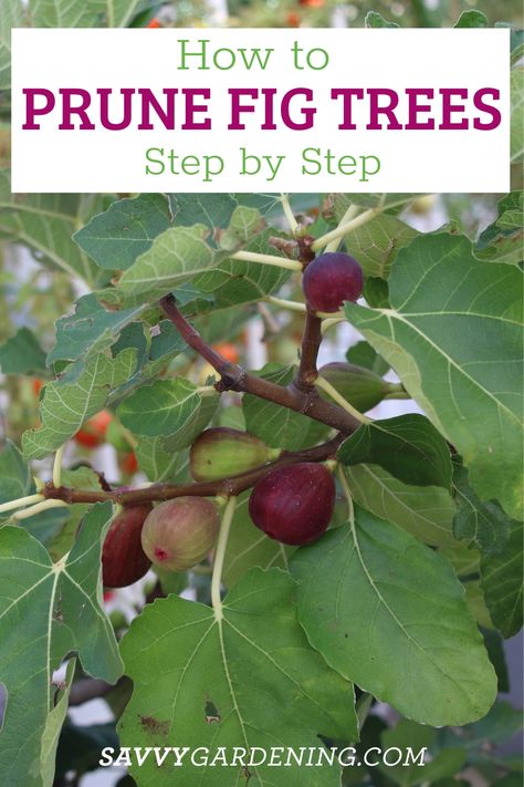 How to Prune a Fig Tree Step by Step Black Mission Fig Tree, How To Prune A Fig Tree, Growing Figs, When To Prune Hydrangeas, Making A Compost Bin, Prune Fruit, Pruning Fruit Trees, Gardening Guide, Fig Trees