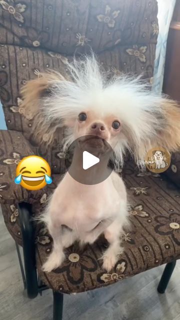 My Petsie on Instagram: "Shocking Fun: Dogs with Electric Hair! #MyPetsie  _______________  Follow @my.petsie  For More Daily Videos 🔥❤️ _______________  ❤️ Double Tap If You Like This  🔔TurnOn Post Notifications  🏷️ Tag Your Friends  _______________  Plz Dm for credit & removal 💬 _______________  Get ready to laugh out loud! These hilarious dogs are experiencing a hair-raising adventure with some static electricity. Watch their fur stand on end and their reactions are absolutely priceless! 🐶⚡️😂  _______________  Our social Media : 👇(contact on us Instagram    @my.petsie & @my.petsie1 & @mypetsie1 _______________  #FunnyDogs #ElectricHair #FunnyDogs #ElectricHair #DogReactions #StaticElectricity #HilariousPets #DogHumor #PuppyFun #PetLovers #DogLife #FurRaising #ComedyPets #DogsOfIn Funny Animal Pictures Hilarious Weird, Cutest Dogs Ever, Funny Animated Pictures, Dog Videos Funny Hilarious, Hilarious Dogs, Dogs Talking Videos, Funny Dog Videos Hilarious, Silly Dogs Hilarious, Hilarious Dog Videos