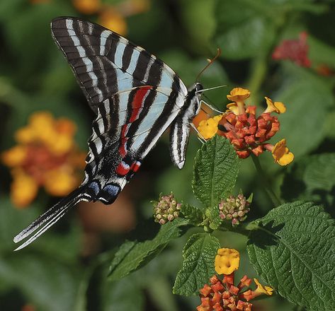 Zebra Swallowtail Butterfly | Gillie Bengough | Flickr Zebra Swallowtail Butterfly Tattoo, Zebra Swallowtail, Eastern Swallowtail Butterfly, Purple Spotted Swallowtail, Moth Species, Zebra Swallowtail Butterfly, Emerald Swallowtail Butterfly, Swallowtail Butterfly, Moth