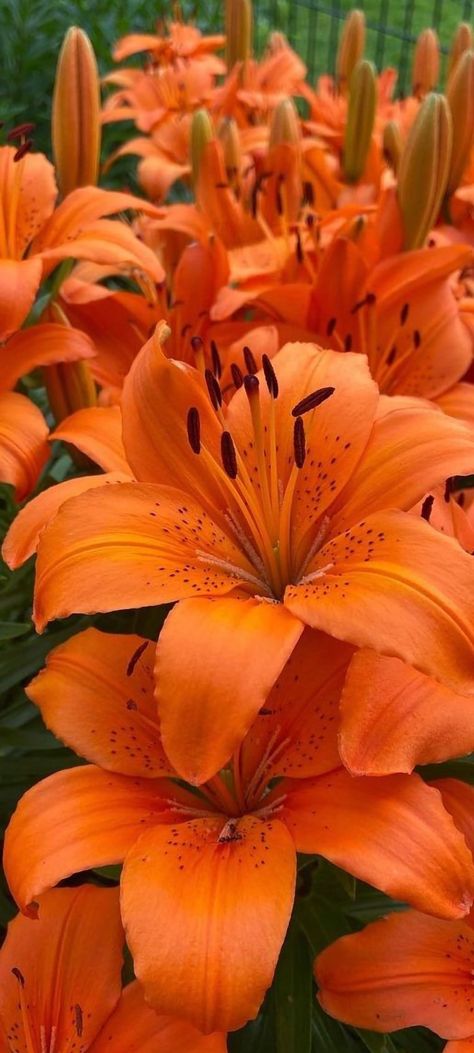 Orange Lily Flower, Tiger Lily Flowers, Lily Wallpaper, Tiger Lilies, Lilly Flower, Bulk Wedding Flowers, Diy Bouquets, Plant Aesthetic, Orange Aesthetic