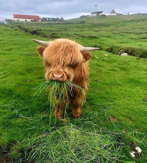 This little guy is so cute! Pet Cows, Fluffy Cows, Baby Animals Pictures, Baby Cows, Pretty Animals, Cute Animals Images, Silly Animals, Fluffy Animals