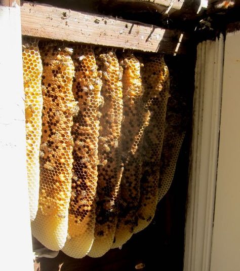 I found out through the social networking site Nextdoor, that a neighbor I know had a hive in a wall in the tenant's portion of the duplex she owns and lives in. Getting Rid Of Bees, Nomadic Life, Bee Removal, Bee Colony, Bee Swarm, Diy Pest Control, Bee Hives, Busy Bees, Birds Nest