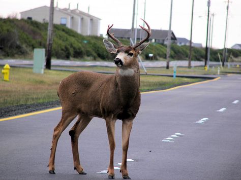 Blacktail Deer, Ocean Shores Washington, Hit By A Car, Deer Pictures, Deer Tattoo, Ocean Shores, Deer Hunters, Cute Wild Animals, My Job