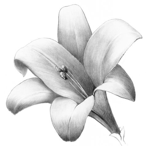 Drawspace.com - Overview: Shade a Lovely Lily Shading Flowers Drawing Pencil, Flower Drawing Shading, Pencil Shading Flowers, Flower Sketches Pencil Shading, Flower Shading Drawing, Drawings Of Lilies, Shaded Drawings, Lily Sketch, Tulip Flower Drawing