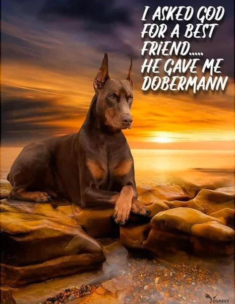 Doberman Quotes, Doberman Pinscher Funny, Black And Tan Terrier, Doberman Breed, Doberman Pinchers, Doberman Rescue, Doberman Tattoo, German Pinscher, Dog Quotes Love